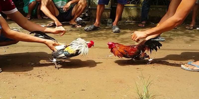 Kinh nghiệm chọn gà đá hiệu quả